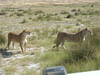lioness in the Serengeti plains