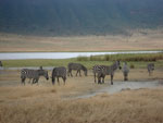 Ngorongoro
