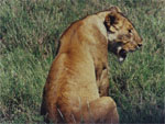 Serengeti