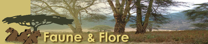 Ngorongoro Crater, Tanzania