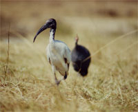 sacred ibis